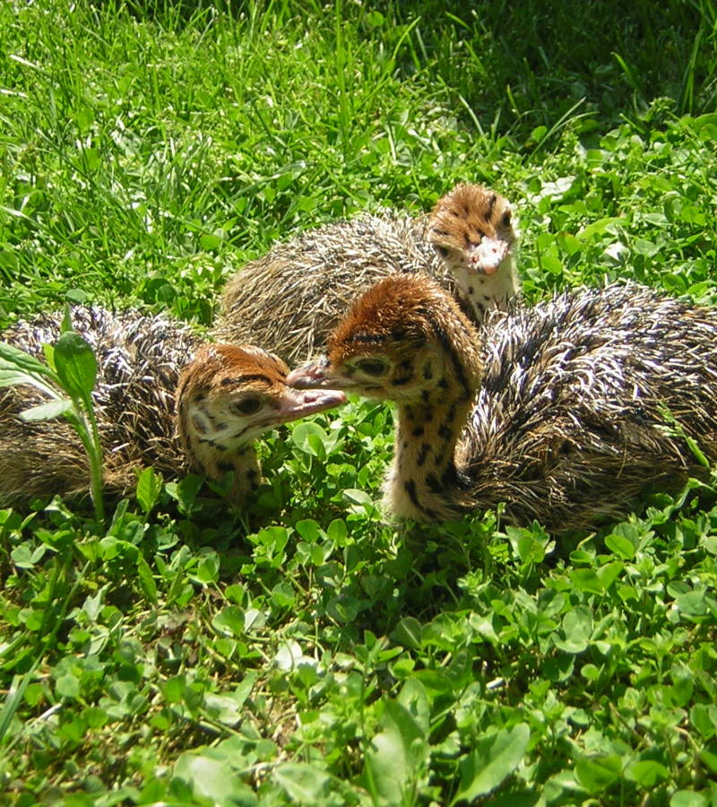 Ostrich_chicks1