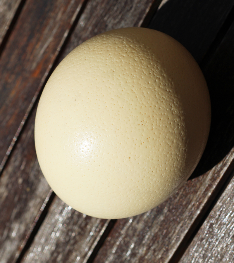 high-angle-shot-ostrich-egg-wooden-surface-sun-light1